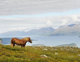 Lyngen Horse by Ingun Maehlum - Visit Tromso